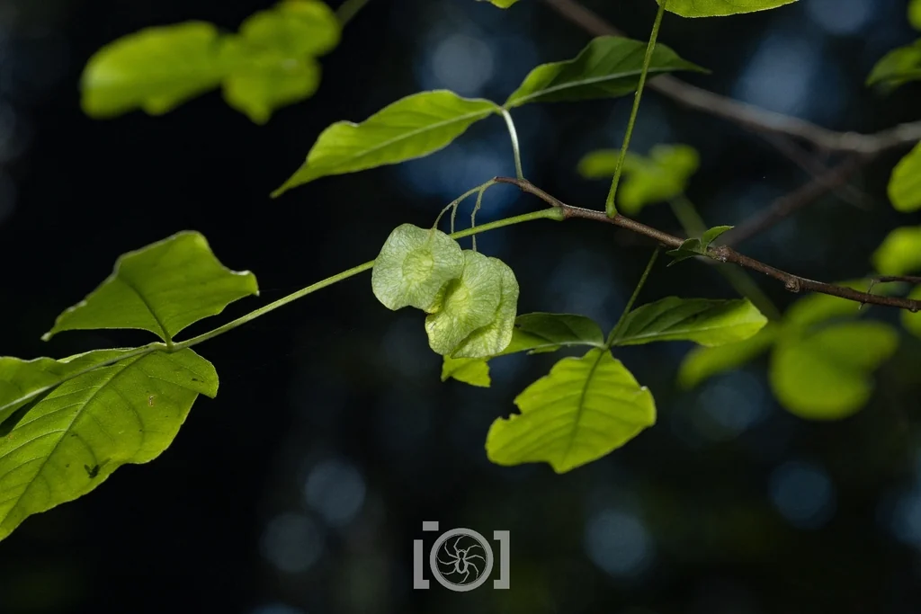 Ptelea Trifoliata