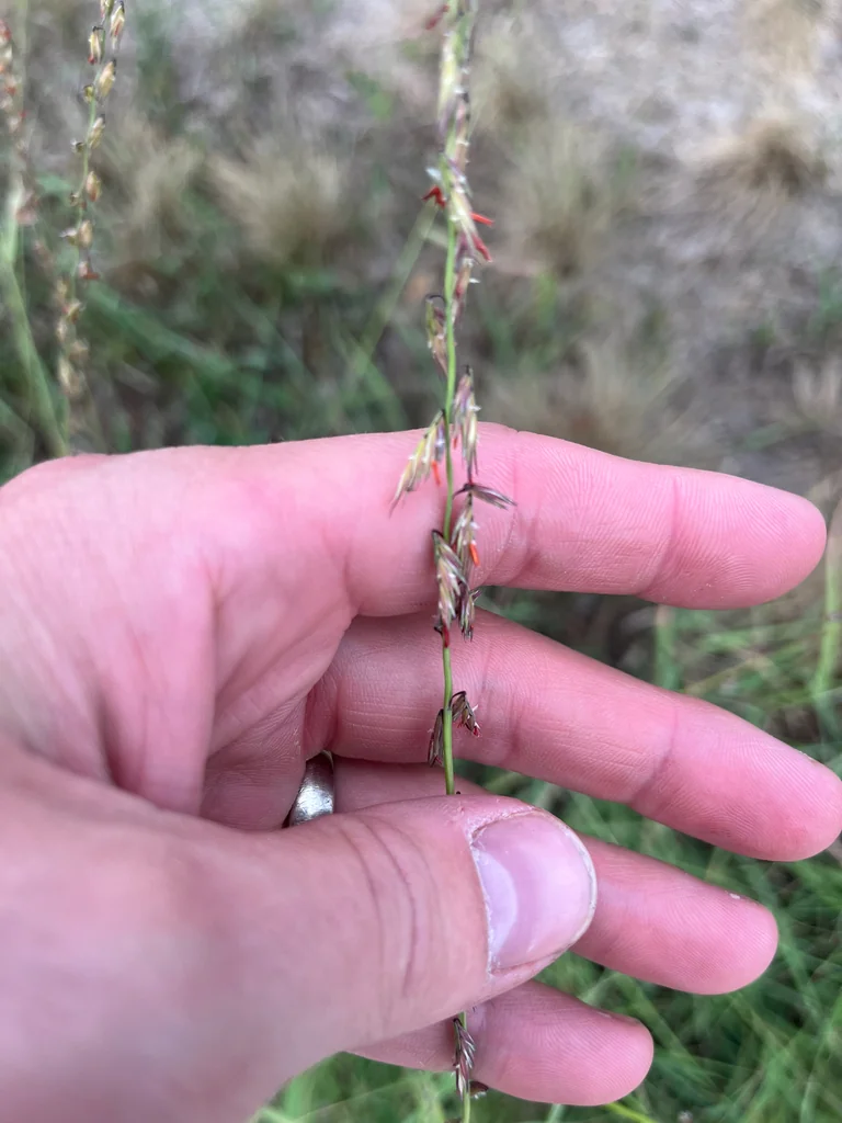 Bouteloua Curtipendula
