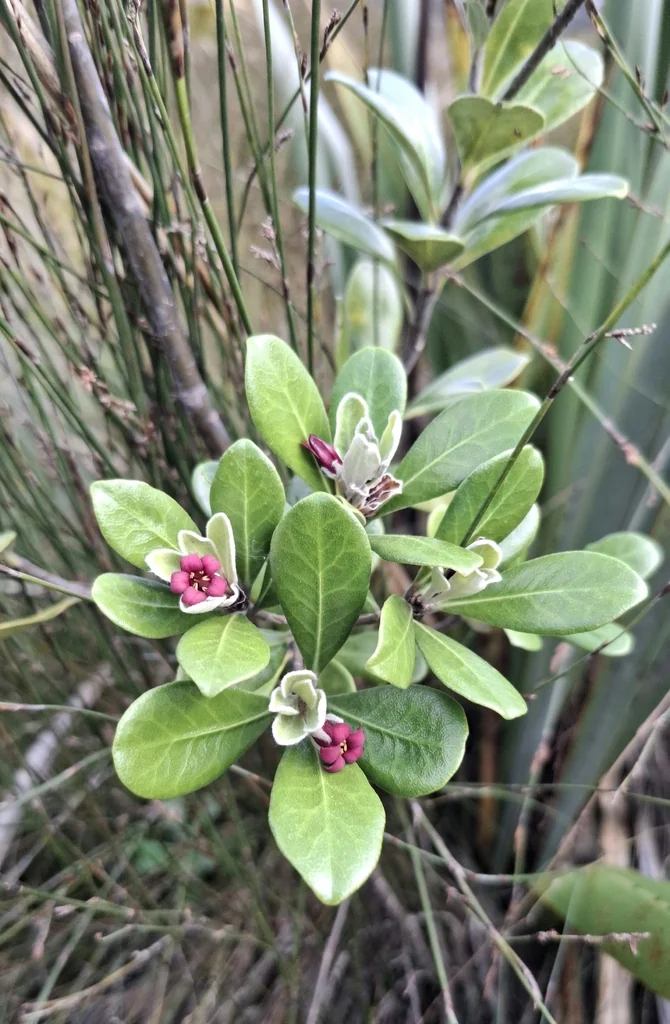 Pittosporum Crassifolium