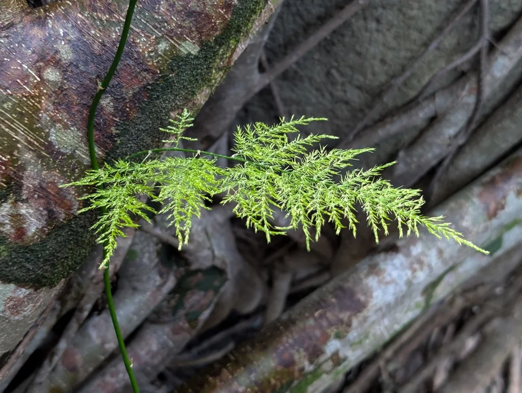 Asparagus Setaceus