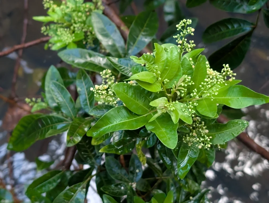 Schinus Terebinthifolius