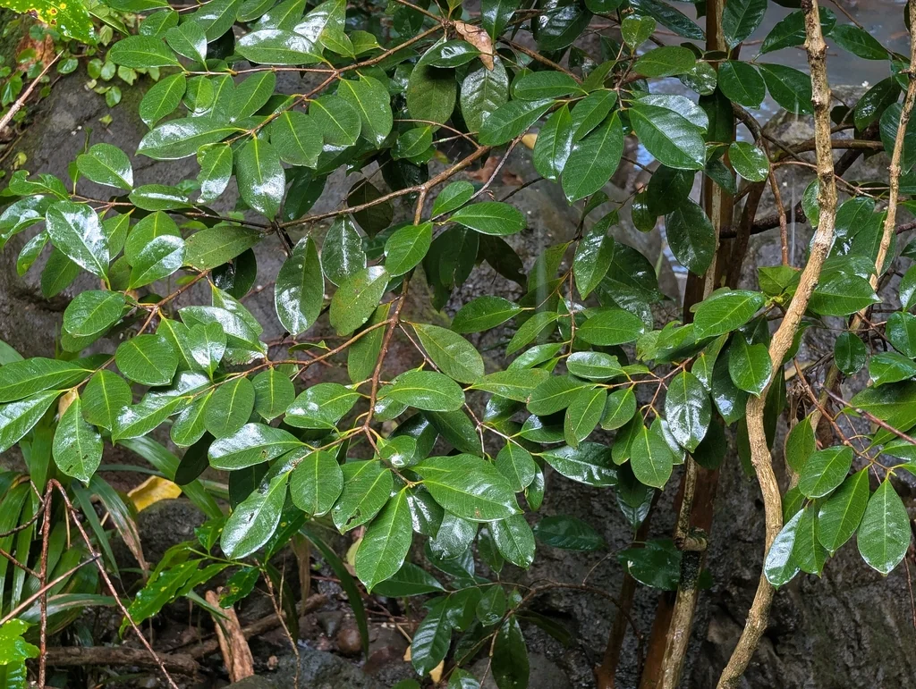 Psidium Cattleianum