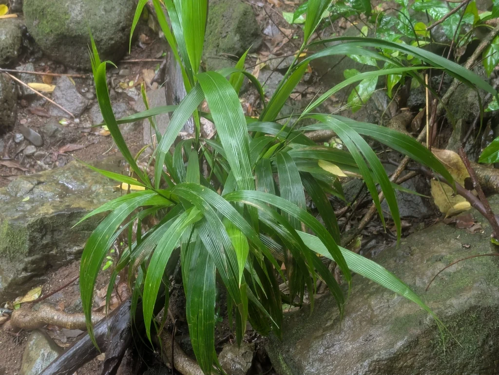 Setaria Palmifolia