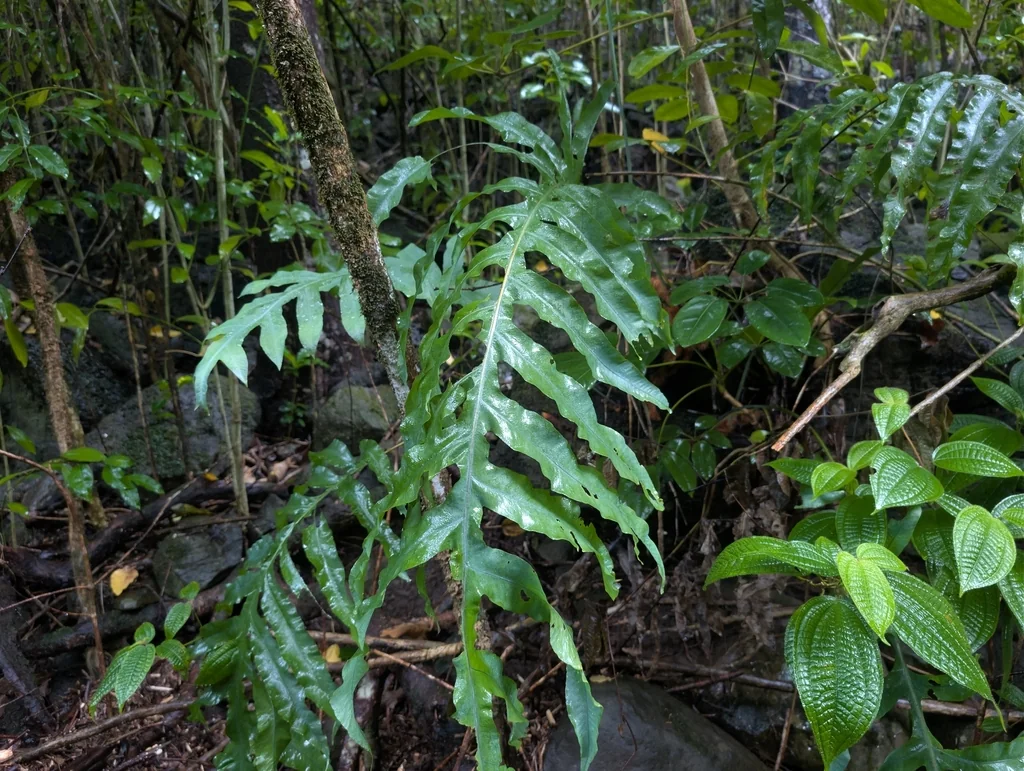 Phlebodium Aureum