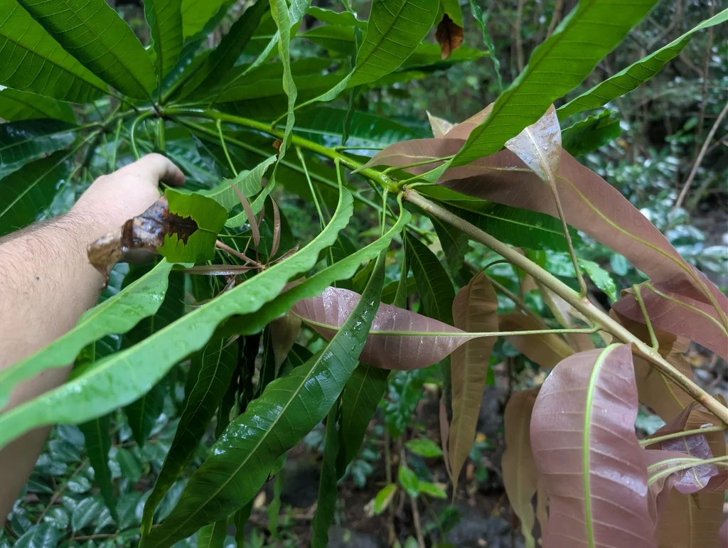 Mangifera indica