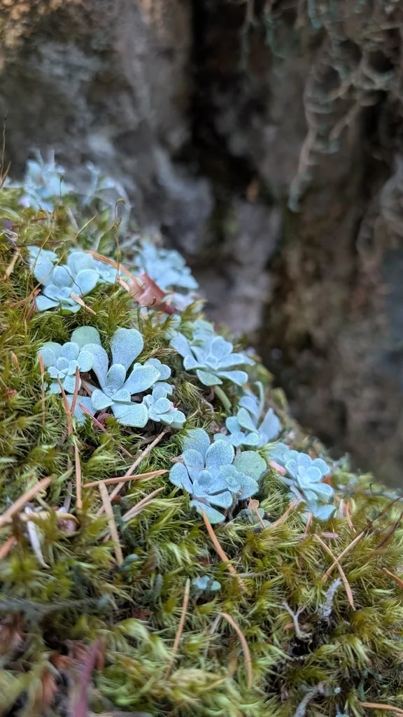 Sedum Spathulifolium