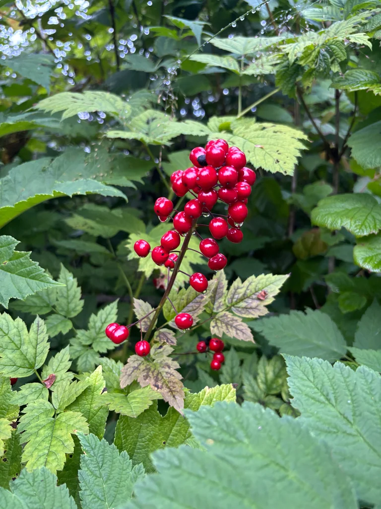 Actaea Rubra