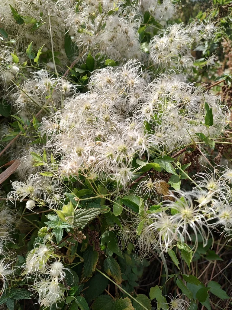 Clematis Ligusticifolia