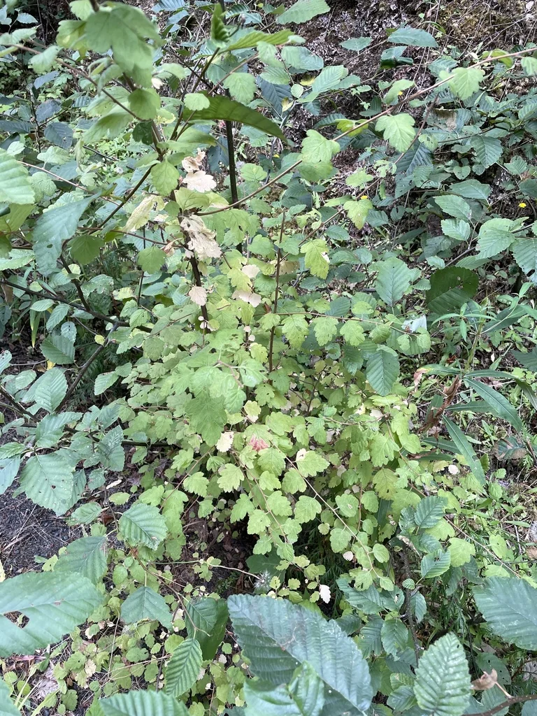 Holodiscus Discolor