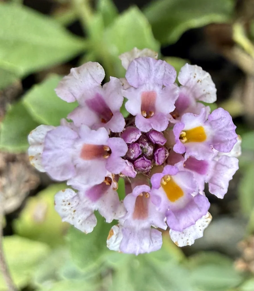 Lippia Nodiflora