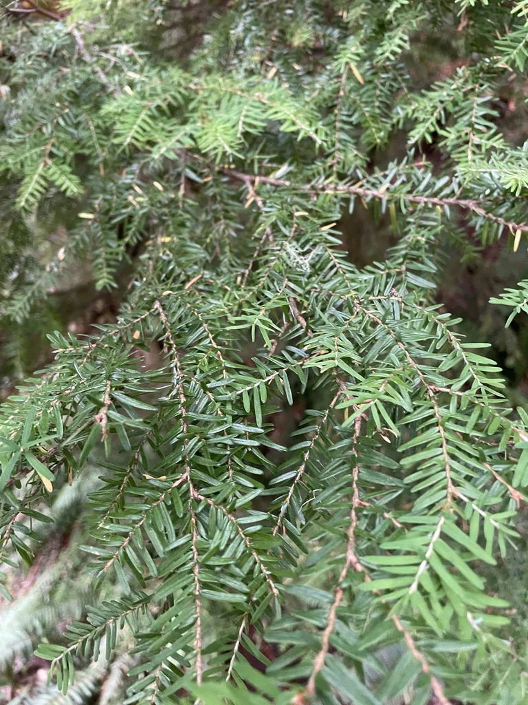 Tsuga Heterophylla