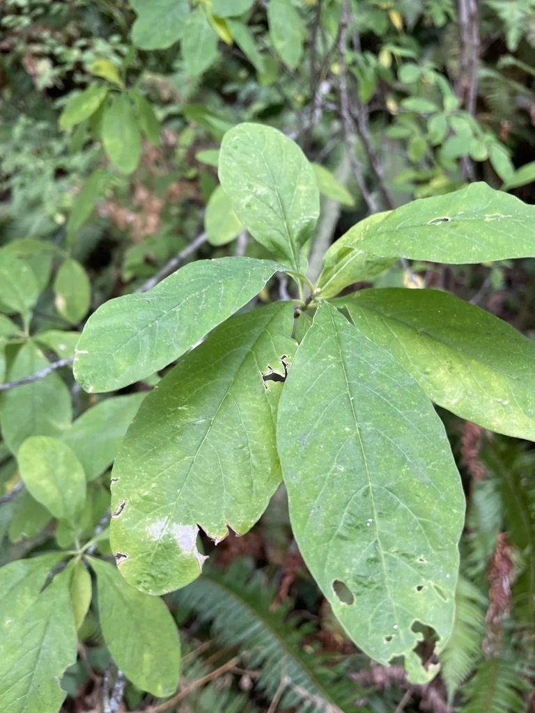 Oemleria Cerasiformis