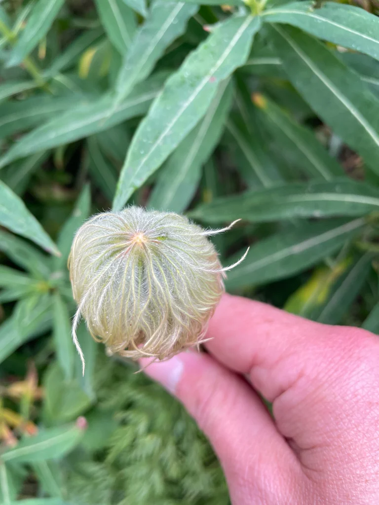 Anemone Occidentalis