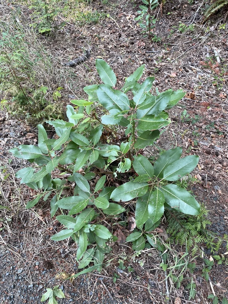 Arbutus Menziesii