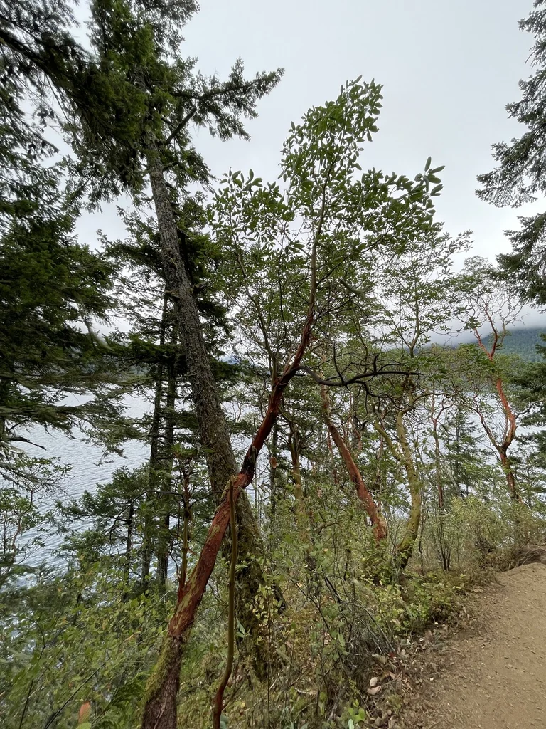 Arbutus Menziesii