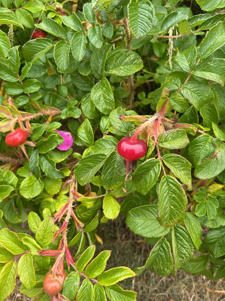 Rosa Rugosa