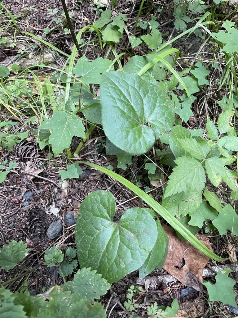 Asarum Caudatum