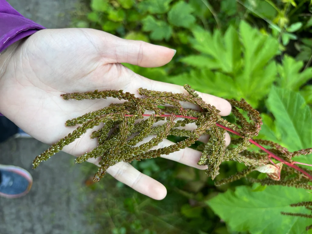 Aruncus Dioicus