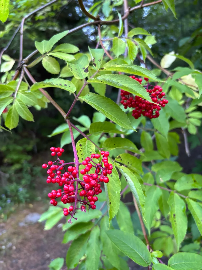 Sambucus Racemosa