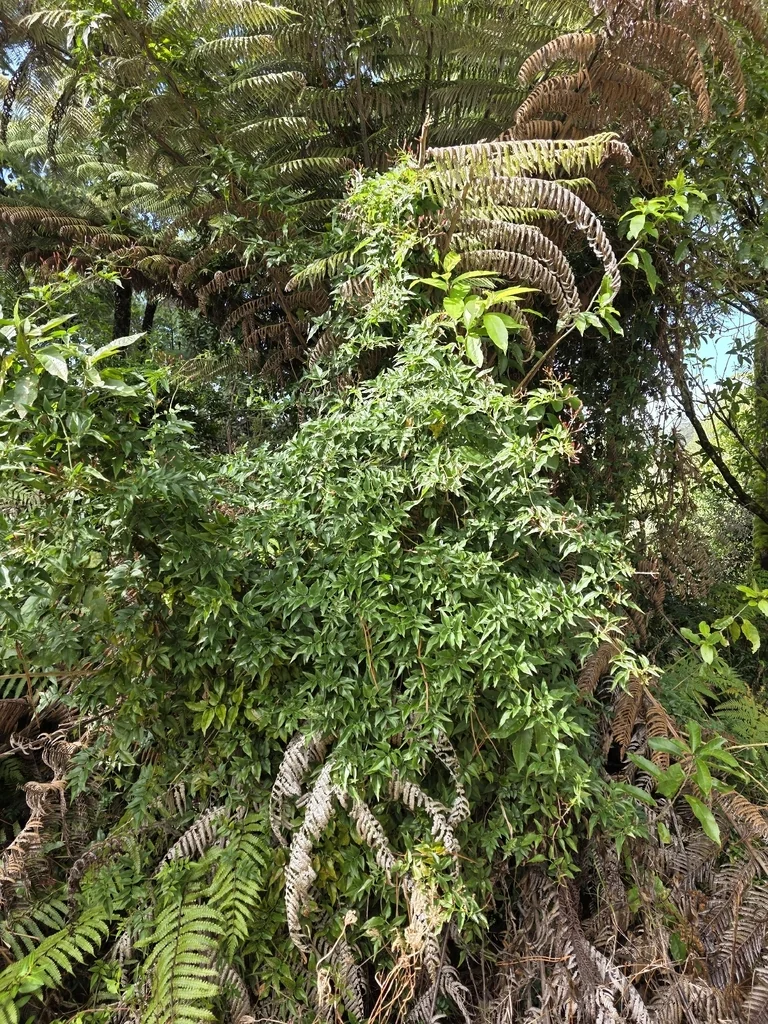 Jasminum Polyanthum