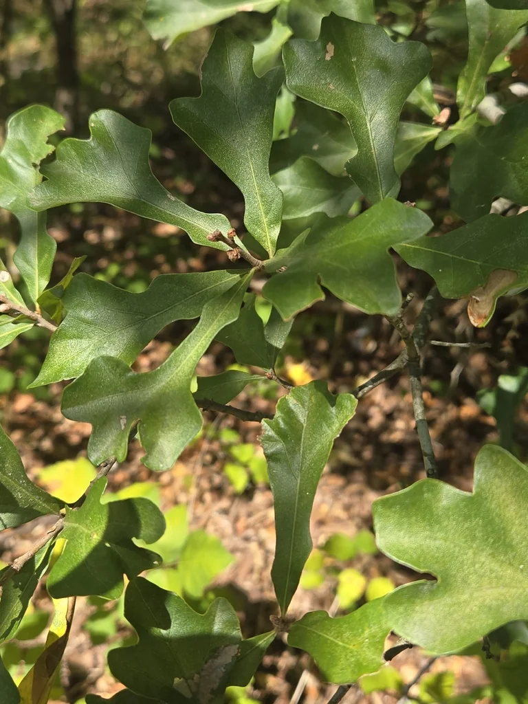 Quercus Phellos