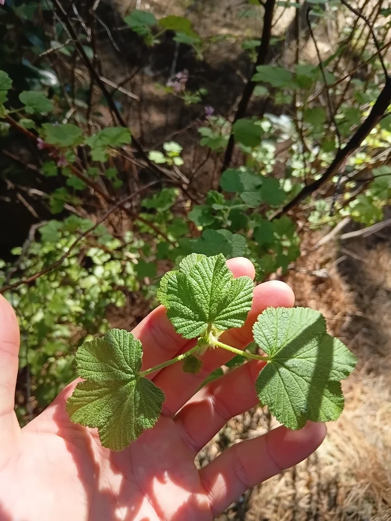 Ribes Sanguineum
