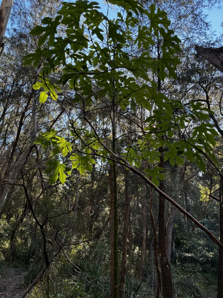 Brachychiton Acerifolius
