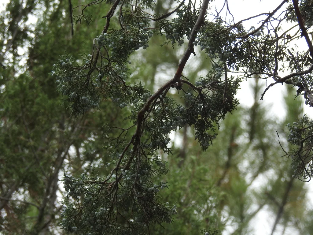 Juniperus Scopulorum