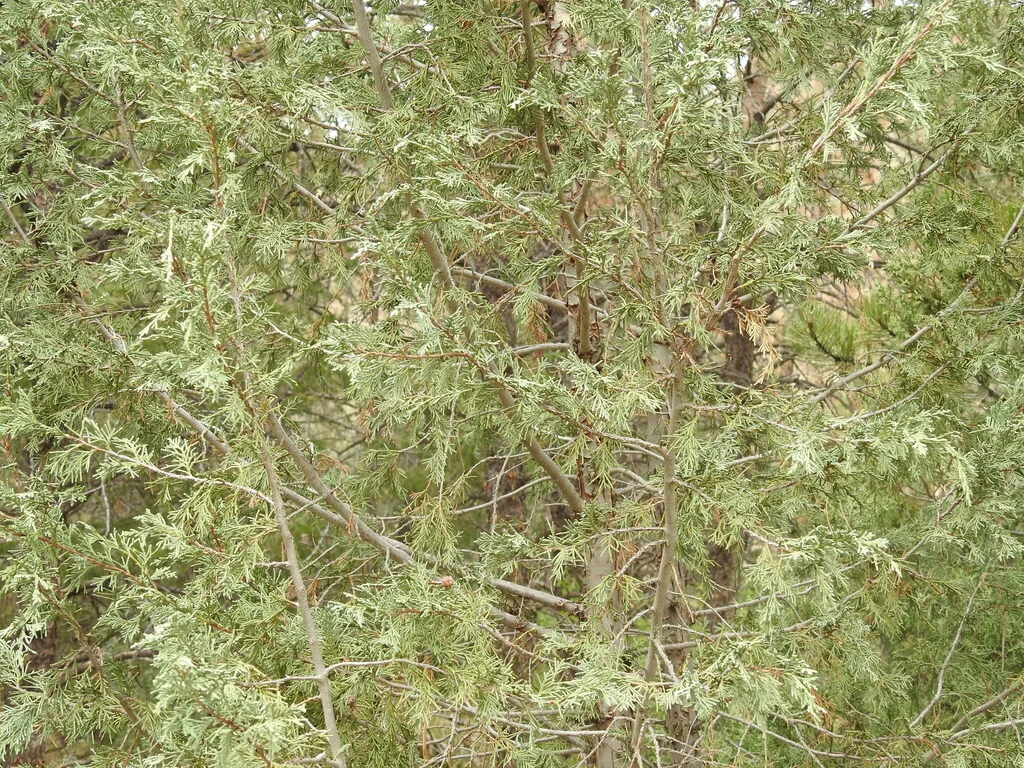 Juniperus Scopulorum