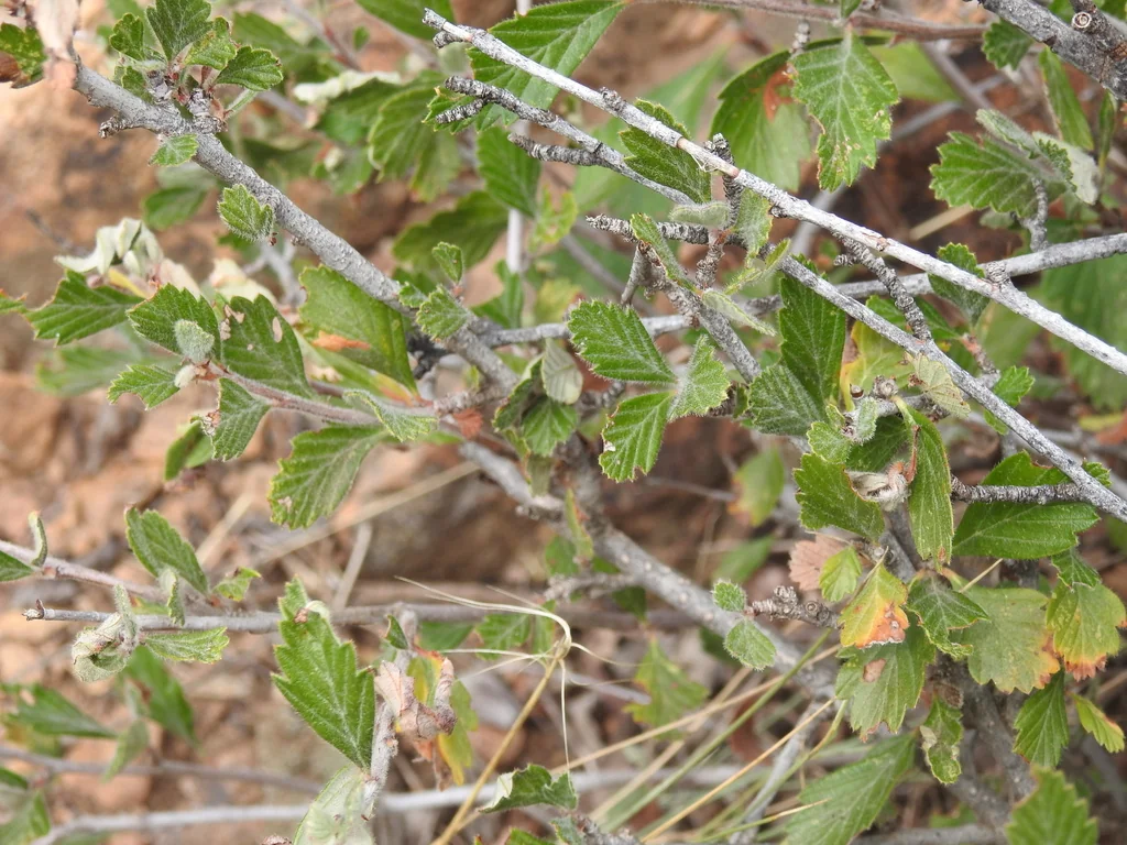 Cercocarpus Montanus