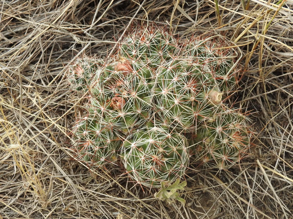 Escobaria Vivipara