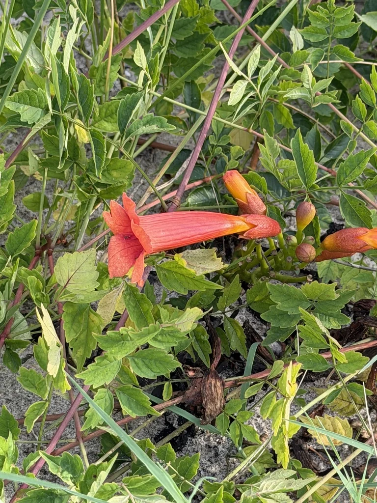Campsis Radicans