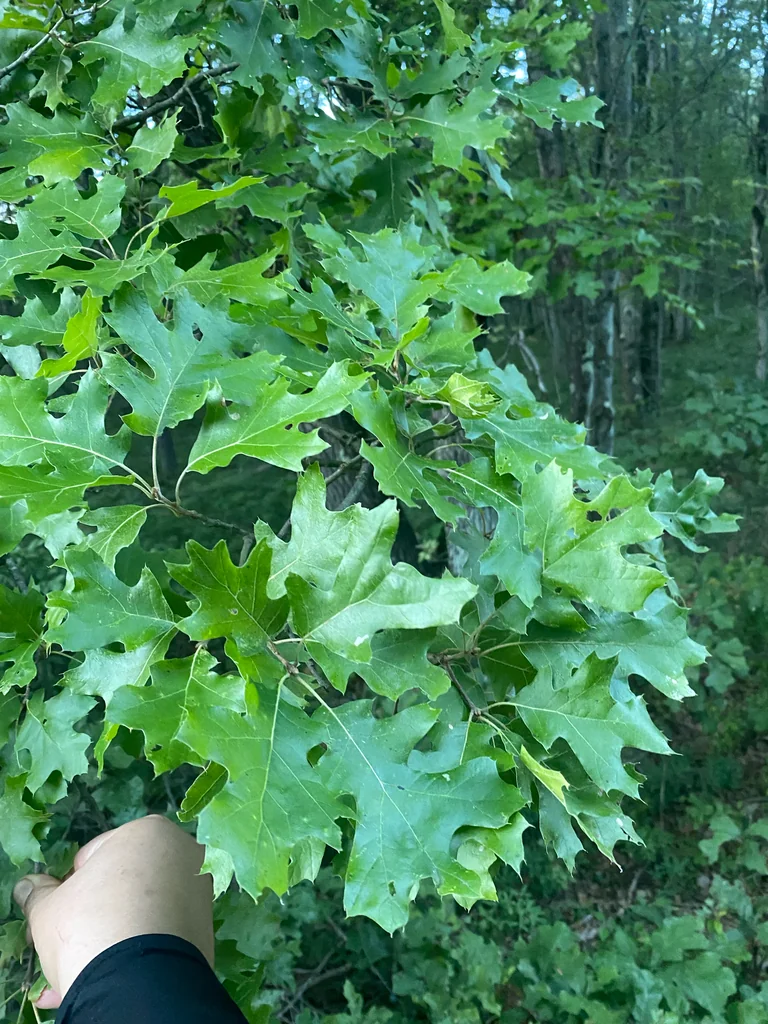 Quercus velutina