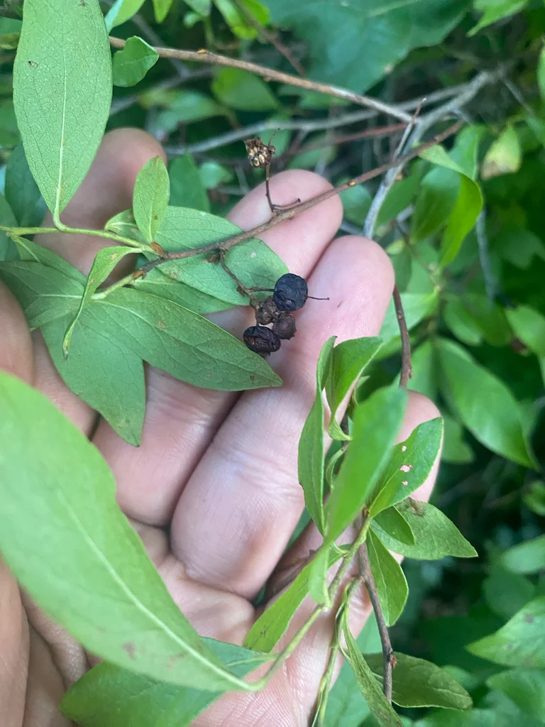 Gaylussacia Baccata
