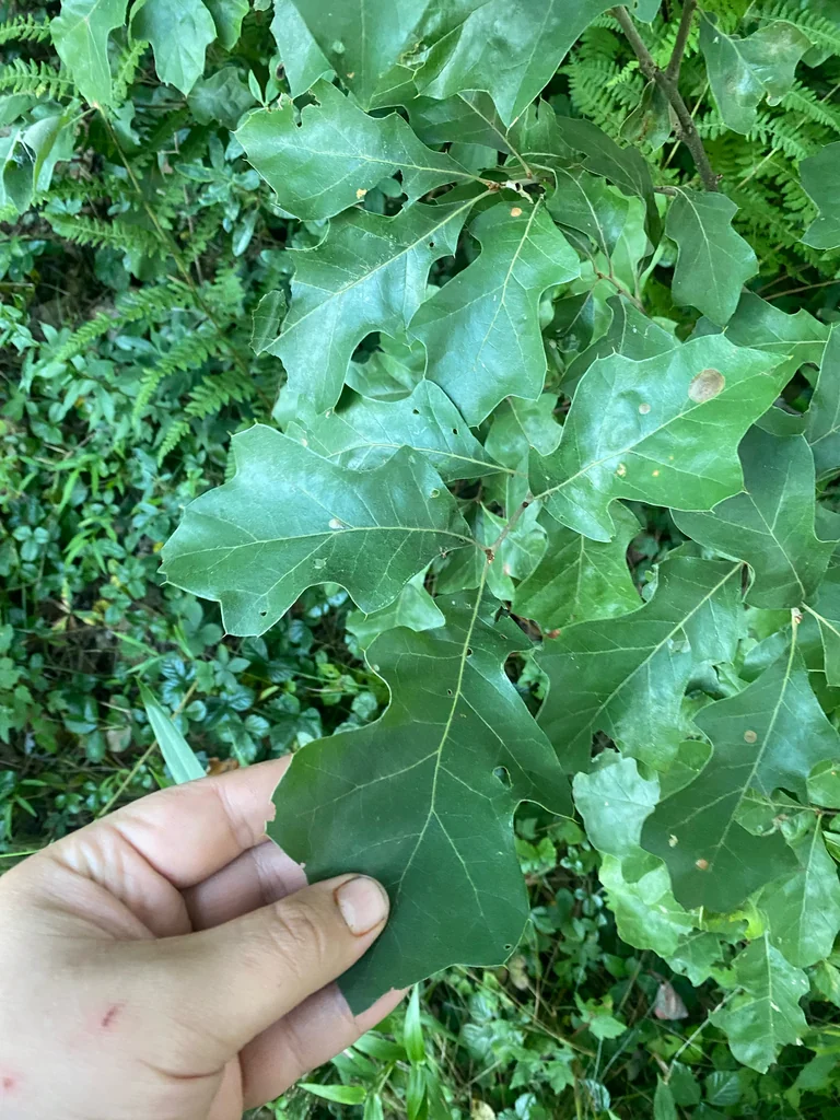 Quercus Ilicifolia