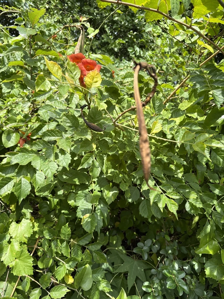 Campsis Radicans