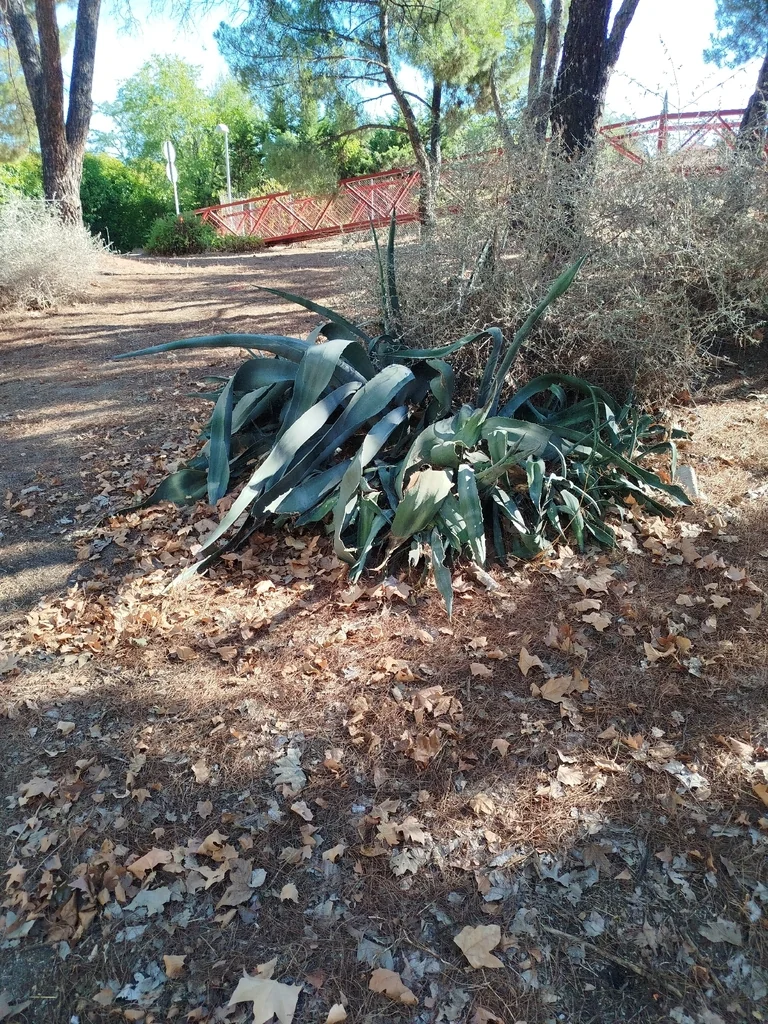 Agave Americana V. Marginata