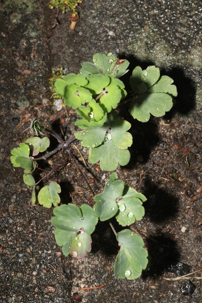 Aquilegia Vulgaris