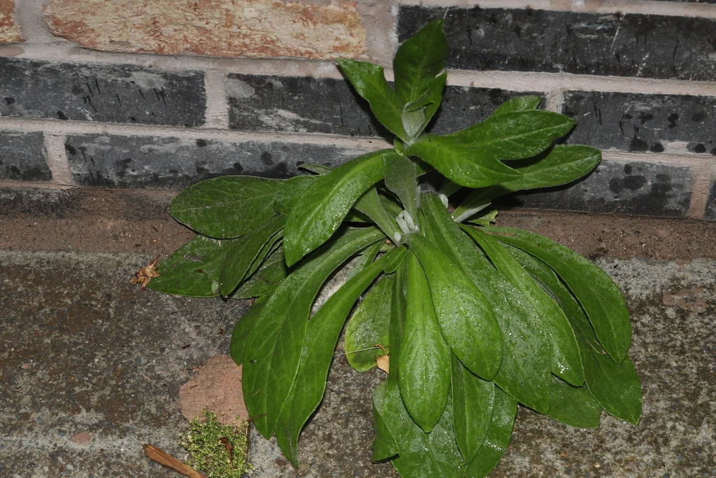 Centaurea Montana