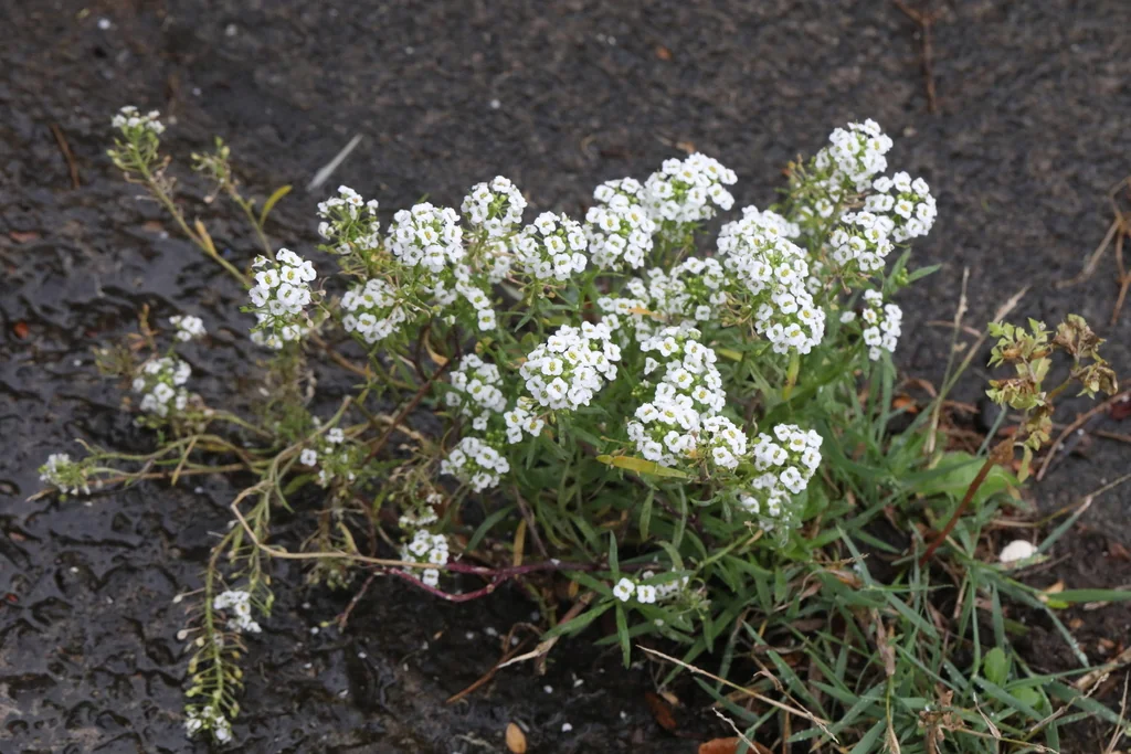 Lobularia maritima