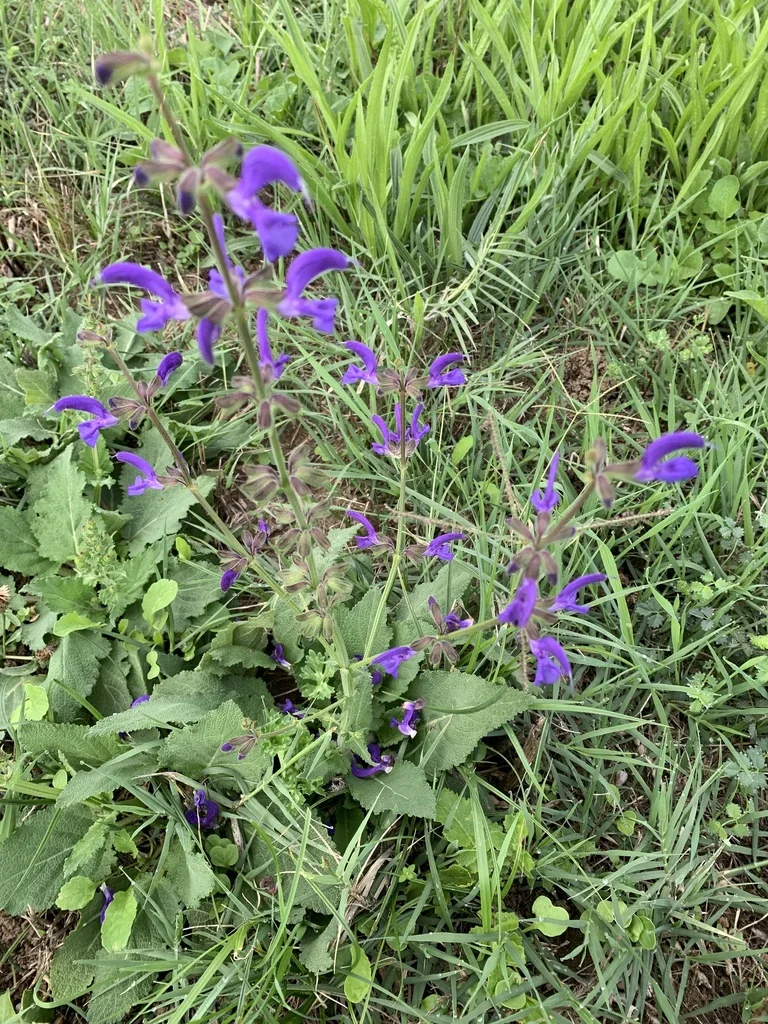 Salvia Pratensis