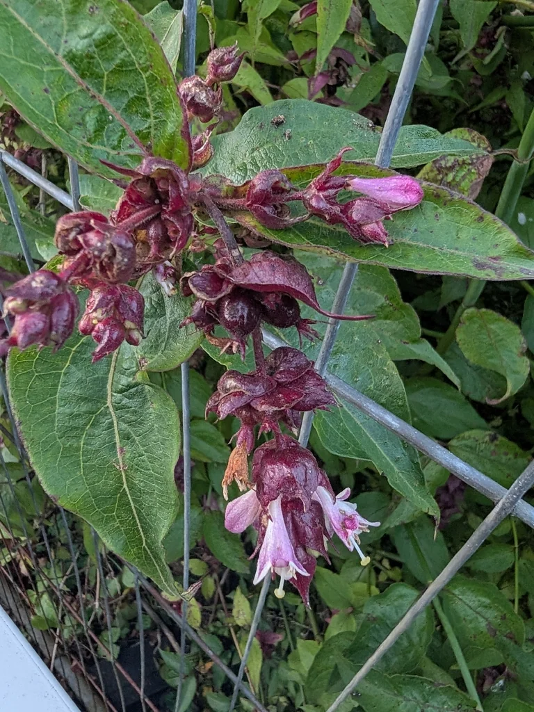 Leycesteria formosa