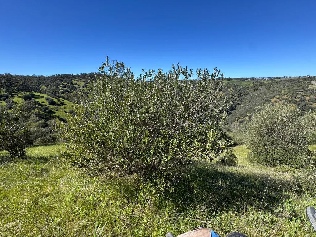 Olea Europaea