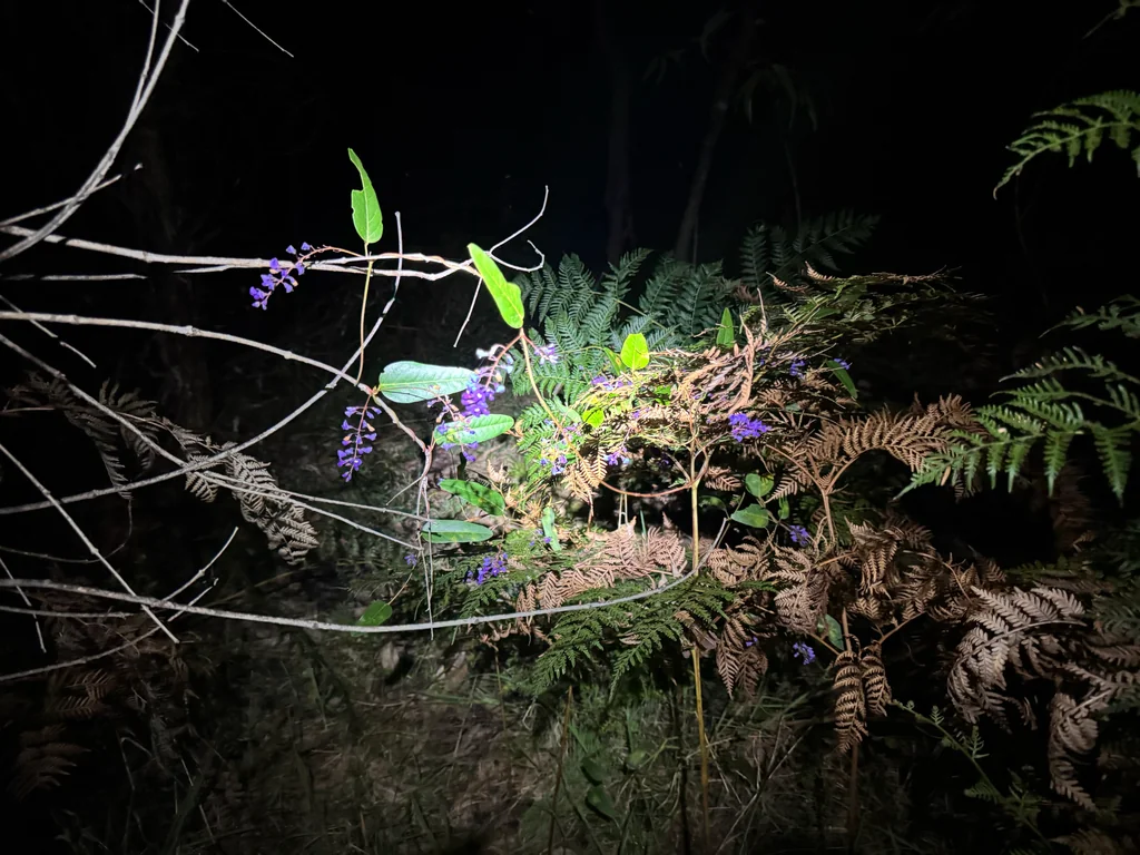 Hardenbergia Violacea