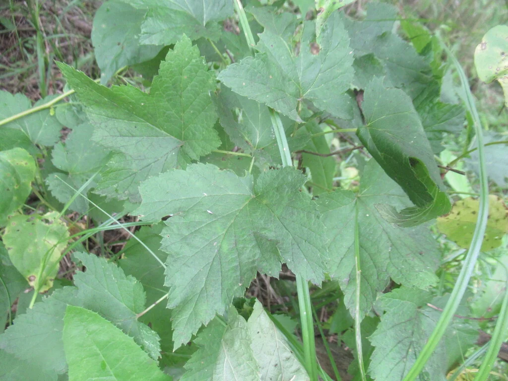 Ribes Nigrum
