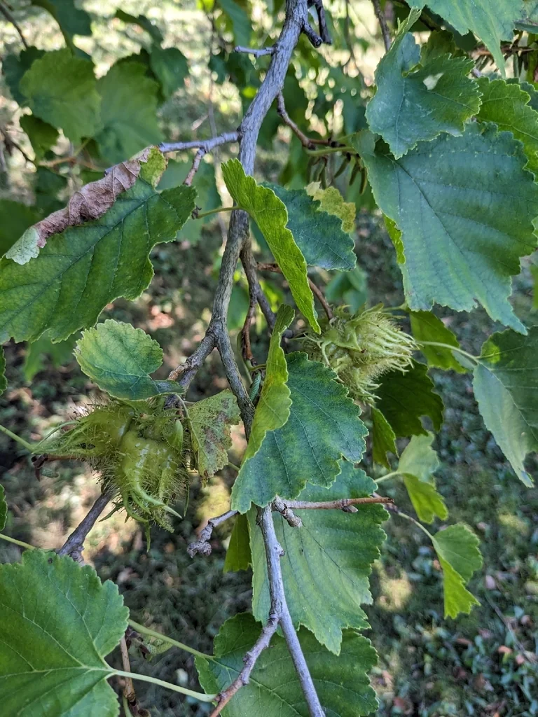 Corylus Colurna