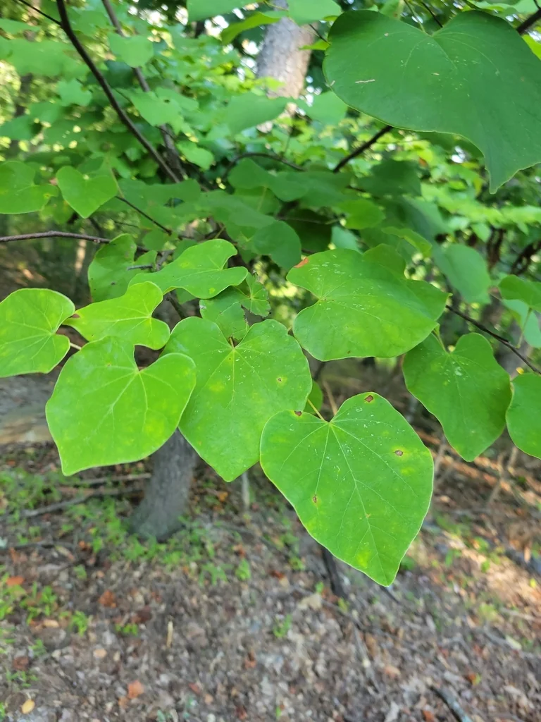 Cercis Canadensis