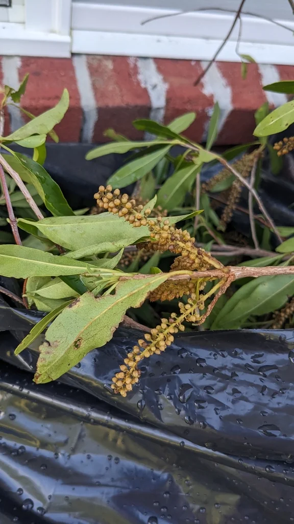Cyrilla Racemiflora