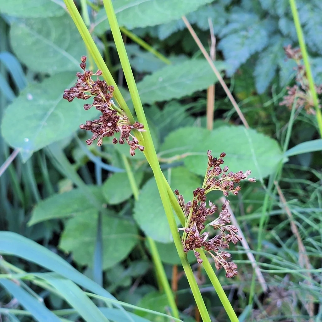 Juncus effusus