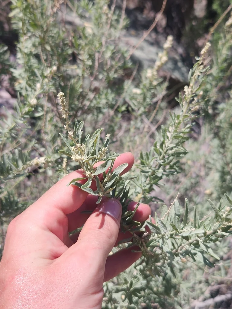 Atriplex Canescens